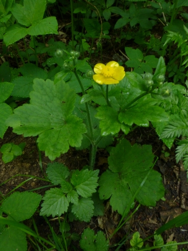 Ranunculaceae - pryskyřník kosmatý (Ranunculus lanuginosus), Srbsko, V.