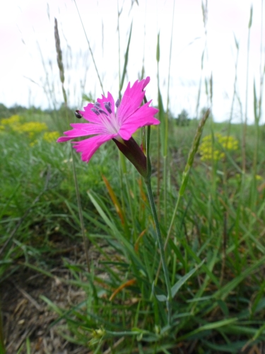 Caryophyllaceae - hvozdík sivý (Dianthus gratianopolitanus), Tišice, V.