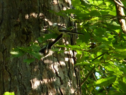 Ptáci - mlynařík dlouhoocasý (Angithalus caudatus), Srbsko, IX.