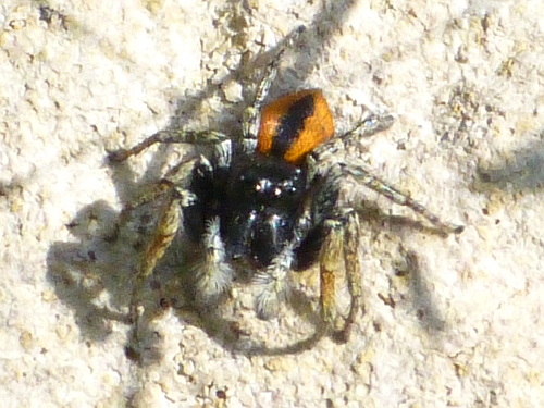 Členovci (pavoukovci) - skákavka rudopásá (Philaeus chrysops), Srbsko, VI.