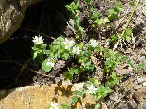 Caryophyllaceae - písečnice douškolistá (Arenaria serpyllifolia), Plzeň - Litice, V.