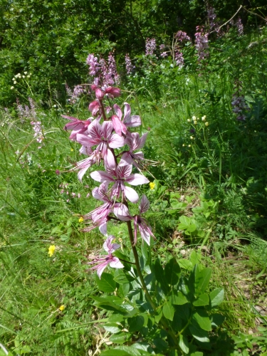 Rutaceae - třemdava bílá (Dictamnus albus), Srbsko, VI.