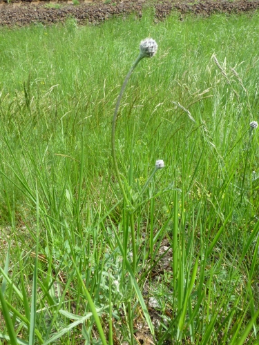 Asteraceae - sinokvět chrpovitý (Jurinea cyanoides), Tišice, V.