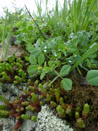 Crassulaceae - rozchodník ostrý (Sedum acre), Hudlice, V.