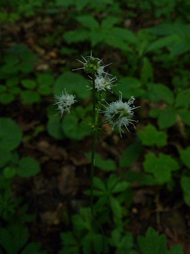 Apiaceae - žindava evropská (Sanicula europaea), Srbsko, VI.