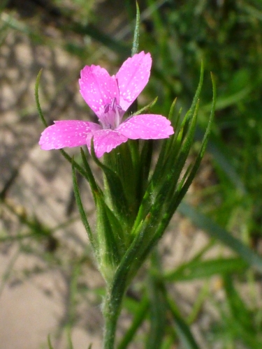 Caryophyllaceae - hvozdík svazčitý (Dianthus armeria), Plzeň, VI.