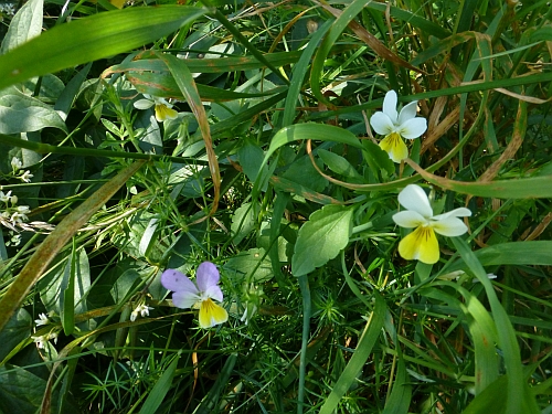 Violaceae - violka trojbarevná různobarevná (Viola tricolor ssp. polychroma), Pavlov, VII.