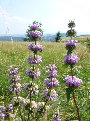 Lamiaceae - sápa hlíznatá (Phlomis tuberosa), Pavlov, VII.