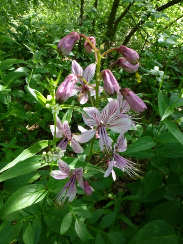 Rutaceae - třemdava bílá (Dictamnus albus) , Srbsko, VI.