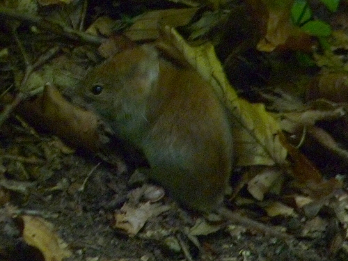 Savci - myšice křovinná (Apodemus sylvaticus), Svatý Jan pod skalou, VII.