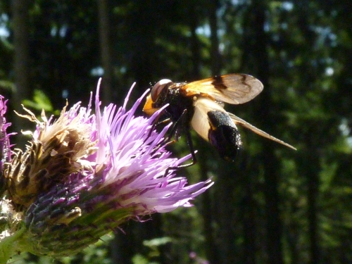 Hmyz - pestřenka prosvítavá (Volucella pellucens), Kladská - Lysina, VIII.