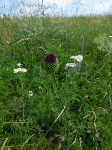 Alliaceae - česnek kulatohlavý (Allium sphaerocephalum), Pouzdřany, VII.