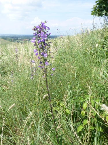 Campanulaceae - zvonek boloňský (Campanula bononiensis), Pouzdřany, VII.