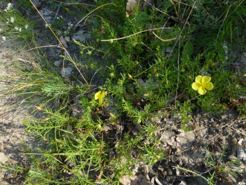 Cistaceae - devaterka rozprostřená (Fumana procumbens), Mladá Boleslav, VII.