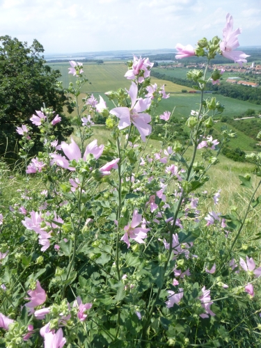 Malvaceae - topolovka bledá (Alcea biennis), Pouzdřany, VII.