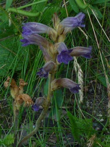 Orobanchaceae - mordovka nachová či písečná(Phelipanche purpurea či arenaria) , Pavlov, VII.