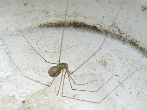 Členovci (pavoukovci) - třesavka velká (Pholcus phalangioides), Plzeň - Lhota, VI.