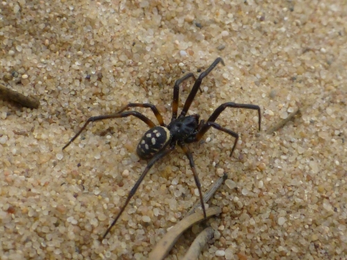 Členovci (pavoukovci) - snovačka běloskvrnná (Steatoda albomaculata), Písty, V.