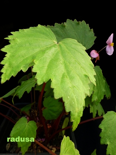 B. aff. bagotiana, Berevo, Madagascar
