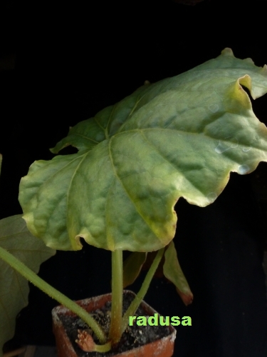 Begonia aff. francoisii, Montagne d´Ambre, Madagascar