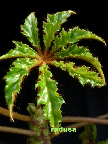 Begonia carolineifolia