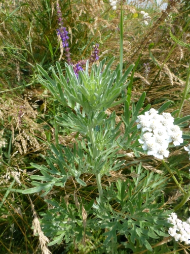 Asteraceae - pelyněk pontický (Artemisia pontica), Pouzdřany, VII.