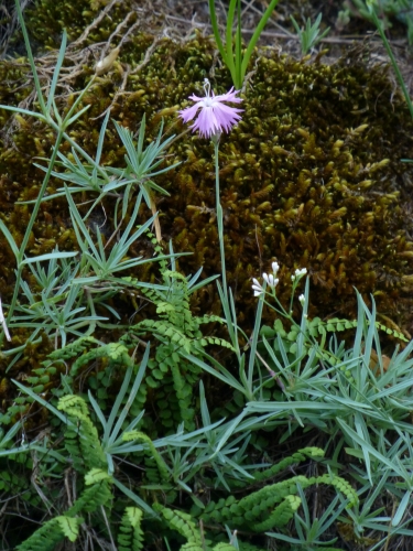 Caryophyllaceae - hvozdík moravský (Dianthus moravicus), Ivančice, VII.