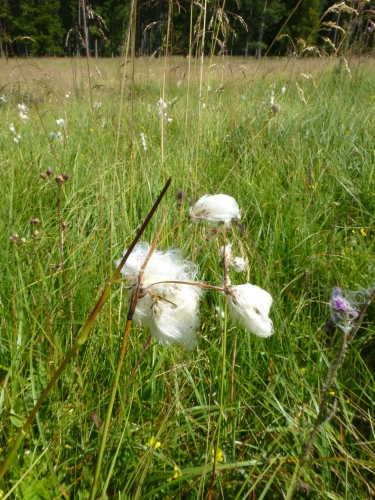 Cyperaceae - suchopýr úzkolistý (Eriophorum angustifolium), Prameny, VIII.