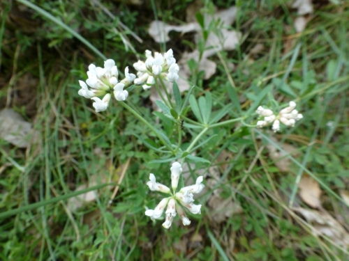 Fabaceae - bílojetel německý (Dorycnium germanicum), Mohelno, VII.