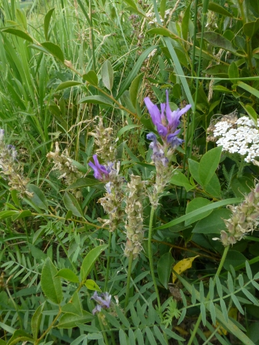 Fabaceae - kozinec vičencový (Astragalus onobrychis), Pouzdřany, VII.