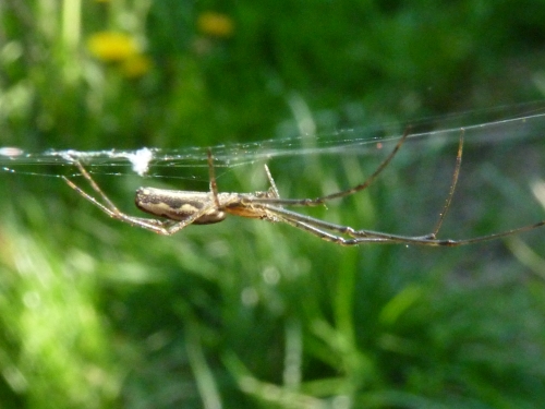 Členovci (pavoukovci) - čelistnatka (Tetragnatha montana), Plzeň - Lhota, IV.