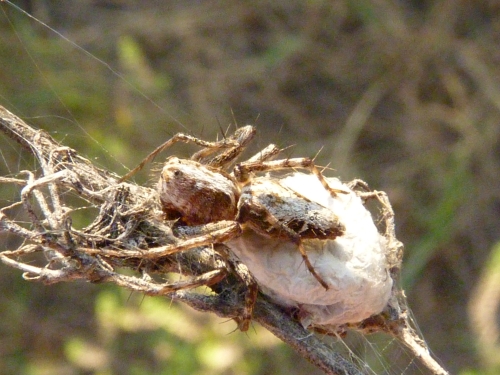 Členovci (pavoukovci) - paslíďák keřový (Oxyopes ramosus), Bzenec, VII.