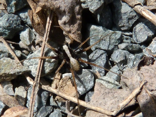 Členovci (pavoukovci) - slíďák hajní (Pardosa lugubris), Roztoky u Křivoklátu, IV.