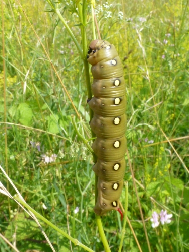Hmyz (motýli) - lišaj svízelový housenka (Hyles galii) housenka, Mladá Boleslav, VII.