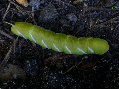 Hmyz (motýli) - lišaj šeříkový  housenka (Sphinx ligustri), Horní Kramolín, VIII.