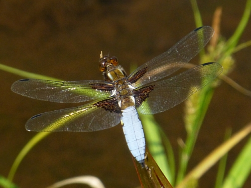 Hmyz (vážky) - vážka ploská (Libellula depressa), Plzeň, VII.