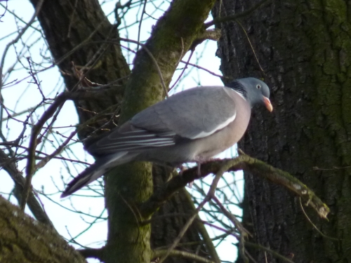 Ptáci (holubovití) - holub hřivnáč (Columba palumbus) , Plzeň, III.