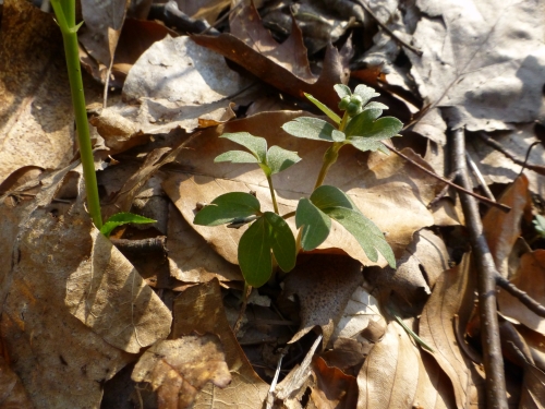 Adoxaceae- pižmovka mošusová (Adoxa moschata), Polánka, IV. 