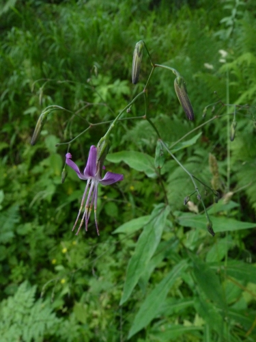 Asteraceae - věsenka nachová (Prenanthes purpurea), Podhora, VIII.