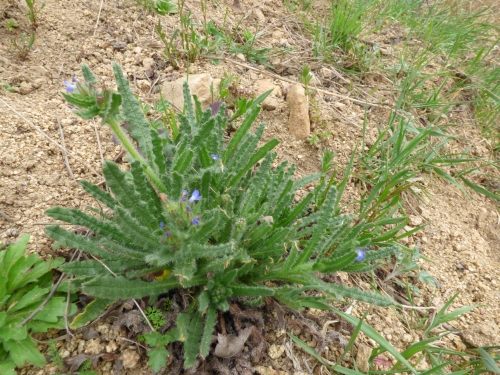 Boraginaceae - prlina rolní (Lycopsis arvensis),  Nebílovy, IV.