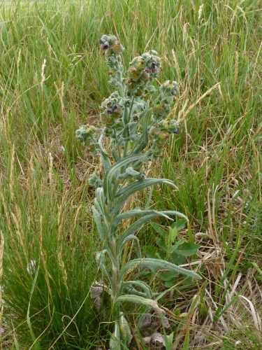 Boraginaceae - užanka lékařská (Cynoglossum officinale), Nerestce, VI.