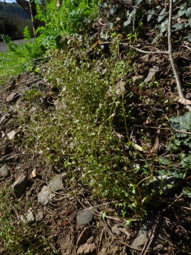 Saxifragaceae - lomikámen trojprstý (Saxifraga tridactylites), Srbsko, IV.