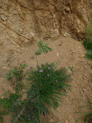 NP2 - Vegetace pískovny - např. pumpava rozpuková, violka rolní, locika kompasová