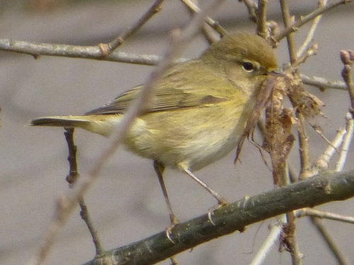 Ptáci (pěnicovití)) - budníček větší (Phylloscopus trochilus), Plzeň, IV.