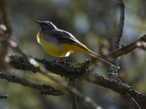 Ptáci (konipasovití) - konipas horský (Motacilla cinerea), Srbsko, IV.