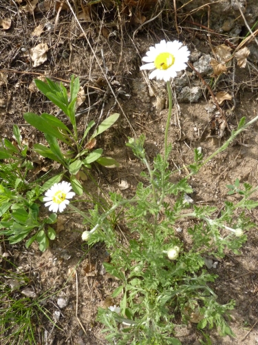 Asteraceae - rmen rusínský (Anthemis ruthenica), Semín, V.