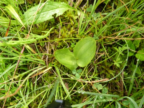 Orchidaceae - bradáček vejčitý (Listera ovata), Beskydy, VI.