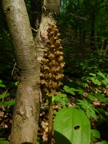 Orchidaceae - hlístník hnízdák (Neottia nidus - avis) , Bubovice, V.