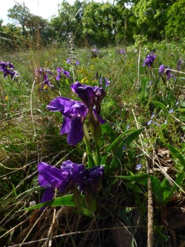 Iridaceae - kosatec bezlistý (Iris aphylla), Bubovice, IV.