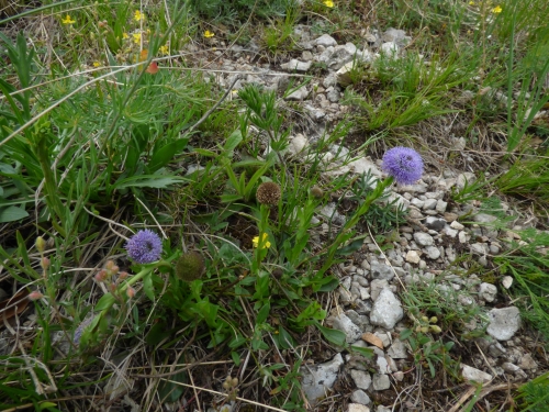 Globulariaceae - koulenka prodloužená (Globularia bisnagarica), Bubovice, V.